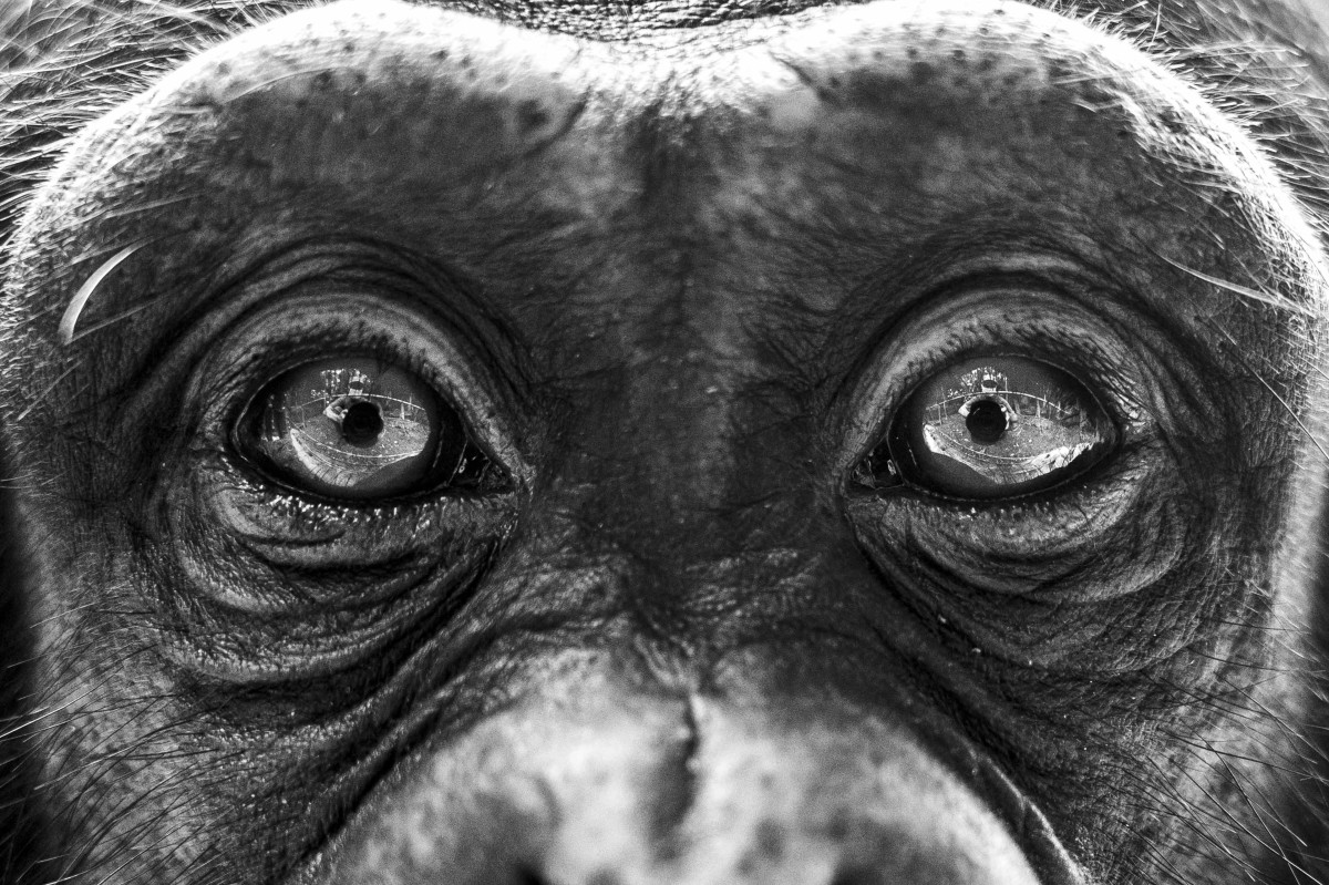 Tacugama Print by Award-Winning Photographer signed by Bala and Jane