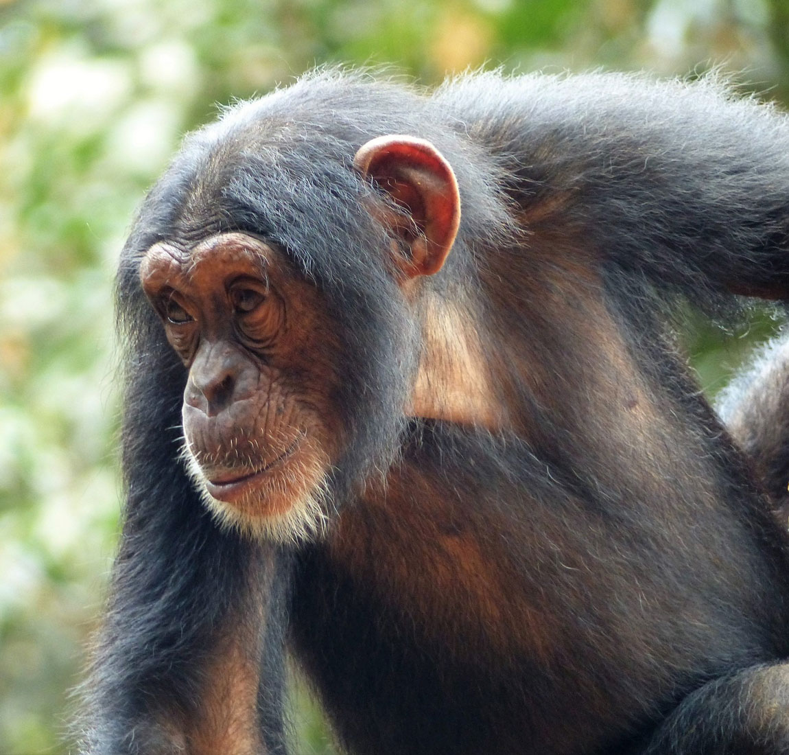 Preserving Sierra Leone's Wildlife since 1995